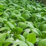 Sawi Hijau: Tumbuhan Serbaguna 4 Penuh Gizi