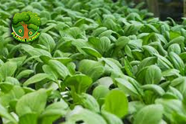 Sawi Hijau: Tumbuhan Serbaguna 4 Penuh Gizi