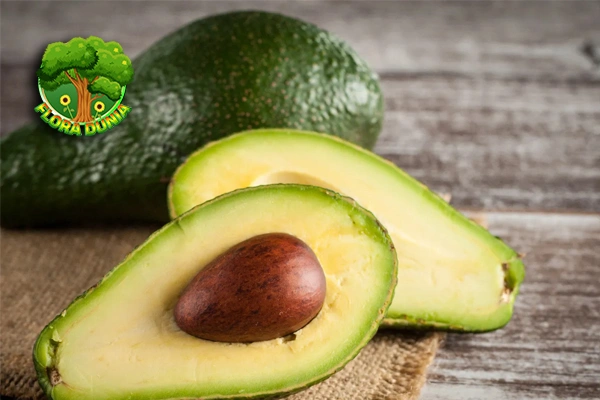 Buah Alpukat Penuh Gizi, Baik untuk 1x Diet