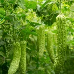 Pare Si Kecil Pahit 3 Penjaga Kesehatan Penuh