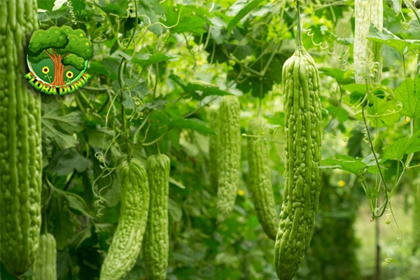 Pare Si Kecil Pahit 3 Penjaga Kesehatan Penuh