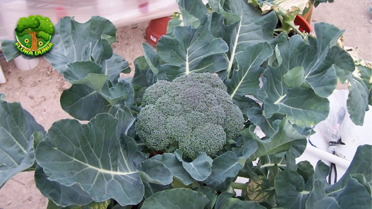 Brokoli Si Hijau Superfood Kaya 20 Manfaat!