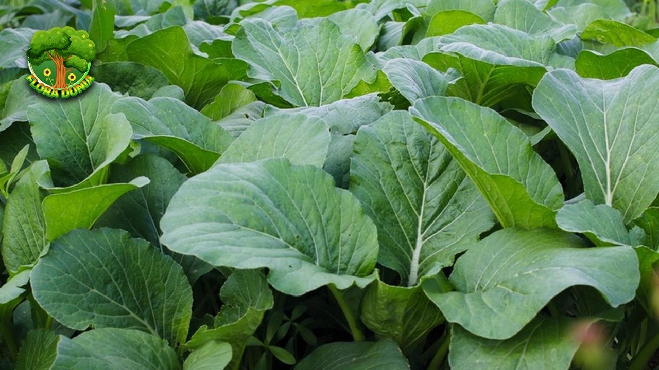 Sawi Hijau: Tumbuhan Serbaguna 4 Penuh Gizi