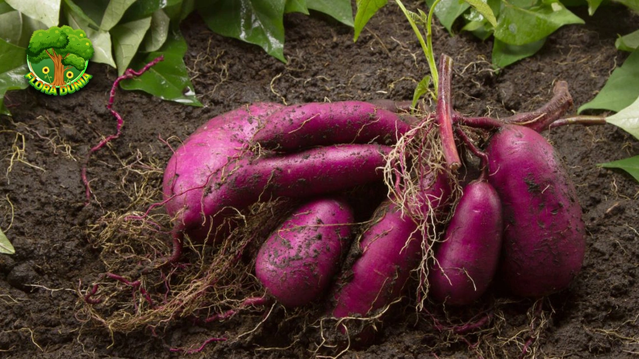 Gizi Ubi Jalar, Solusi 1 Diet Alami Masa Kini