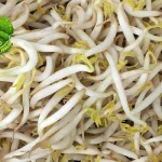 Budidaya Tauge: Mudah, Cepat, dan 8 Bergizi