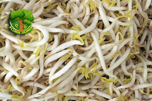 Budidaya Tauge: Mudah, Cepat, dan 8 Bergizi