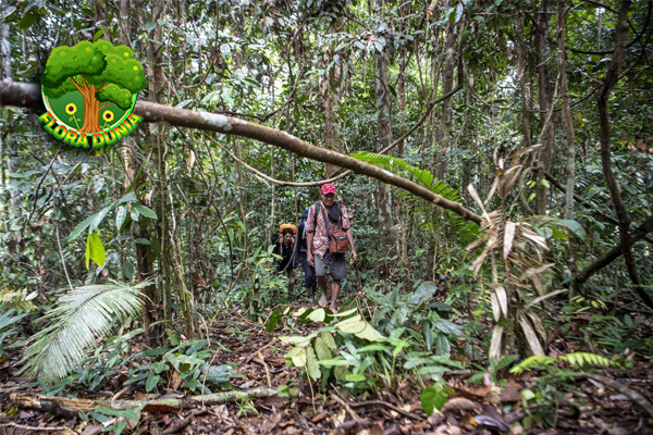 Perambahan Hutan TNKS Rejang Lebong Capai 200 Hektar